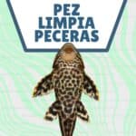 Gu A Y Caracter Sticas Del Pez Limpia Peceras