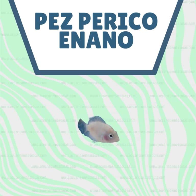 Conoce A Fondo A Los Peces Perico Enanos Gu A Completa