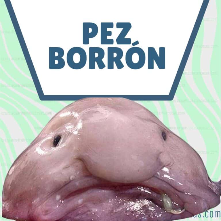 Descubre al pez borrón EL PEZ MÁS FEO que existe