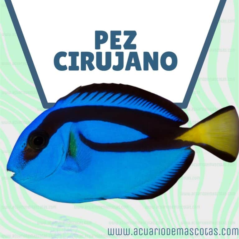 La Guía Definitiva del Pez Cirujano como Mascota