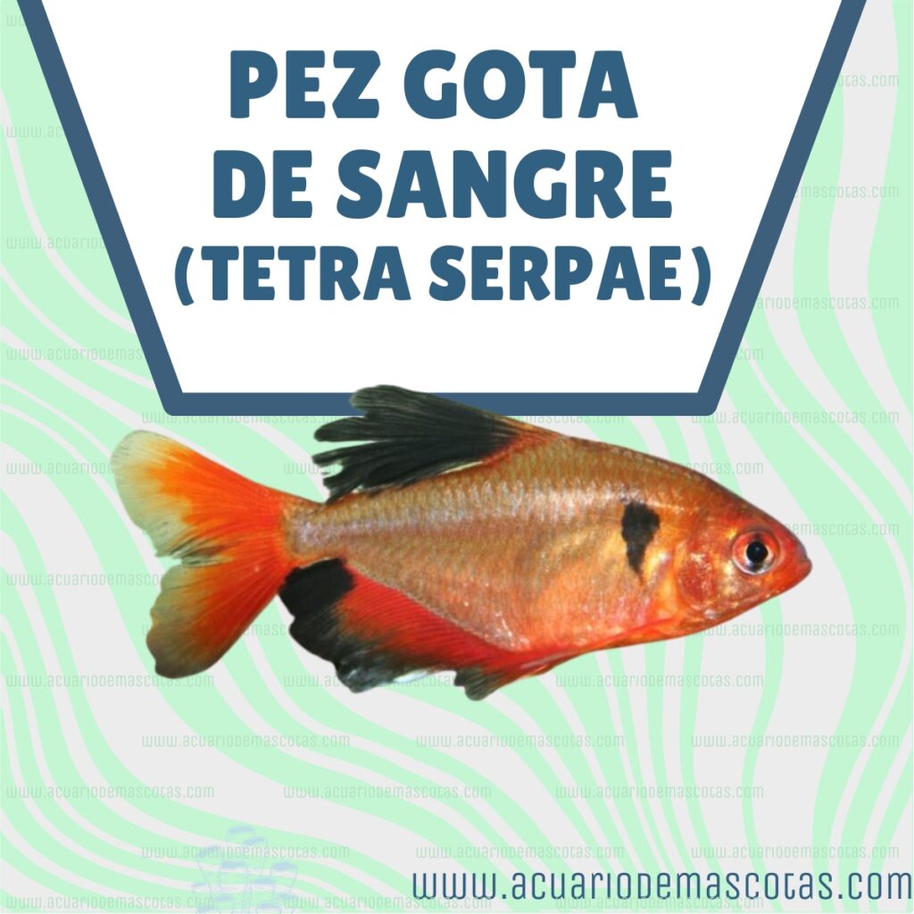 Pez Gota de Sangre Tetra Serpae Guía de Cuidados