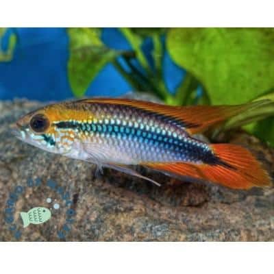 Apistogramma Agassizii