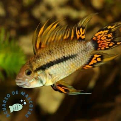 Apistogramma cacatúa 