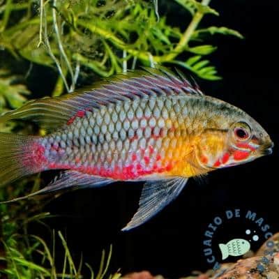 Apistogramma Hongsloi