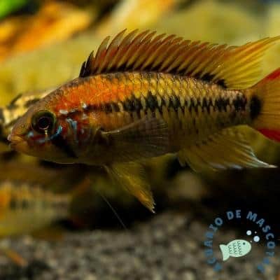 Apistogramma Viejita