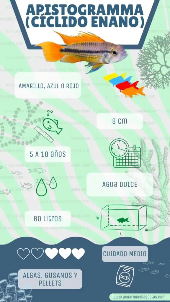 infografia ciclido enano apistogramma