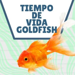 Esperanza de vida de una Goldfish