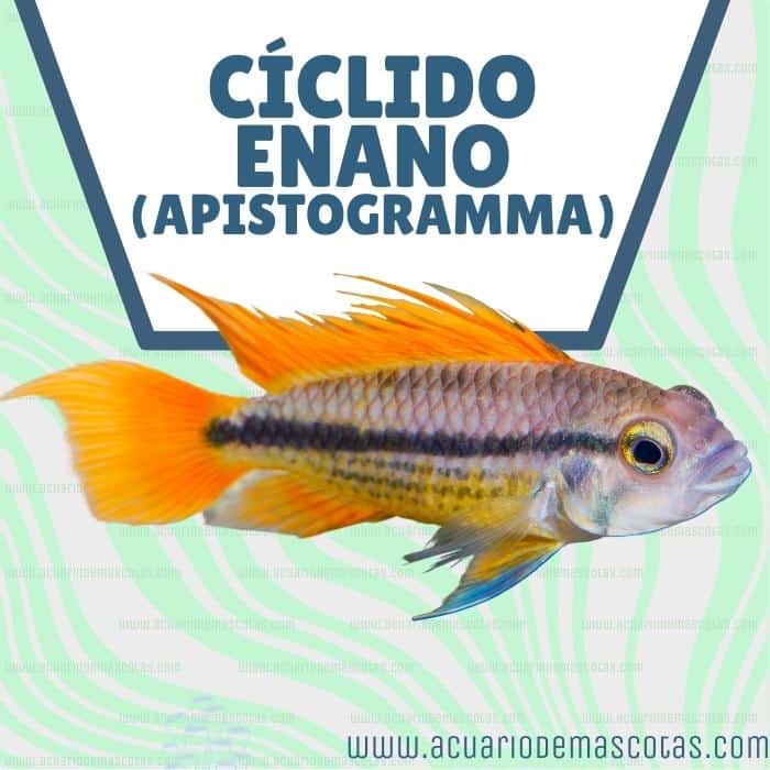 apistogramma