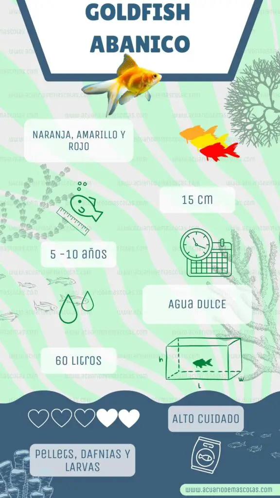 infografía goldfish cola de abanico