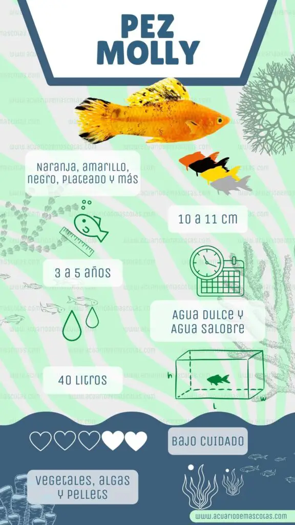 infografía pez molly