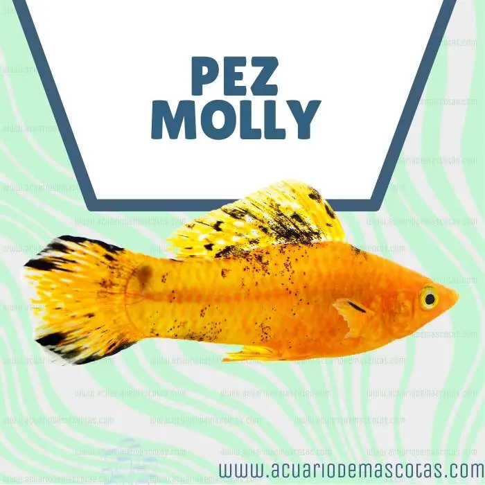 imagen pez molly