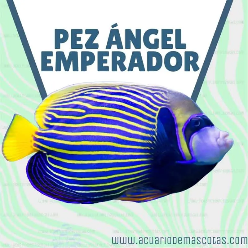 Imagen Pez Ángel Emperador