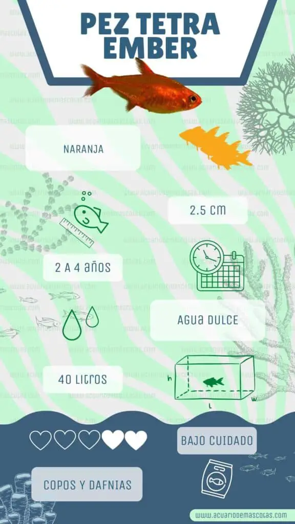 infografía pez tetra ember