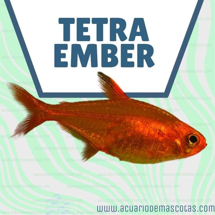 pez tetra ember