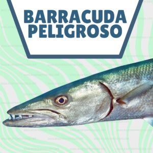 pez BARRACUDA PELIGROSO