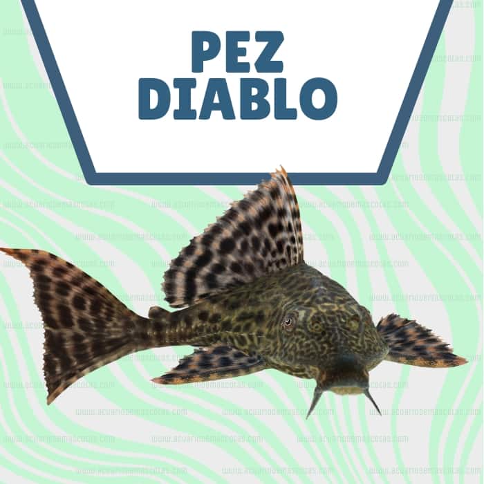 Pez Diablo