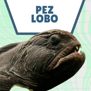 pez lobo