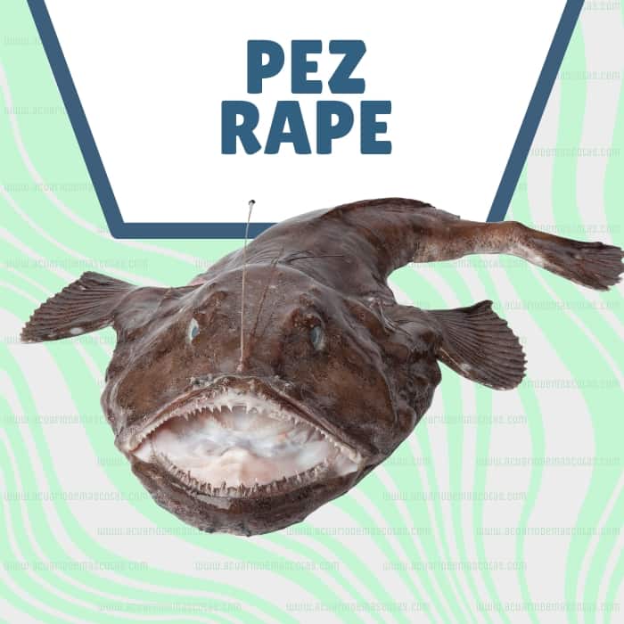 pez rape