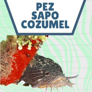 pez sapo de cozumel méxico