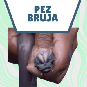 morfología pez bruja