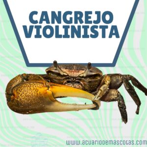 cangrejo violinista uca