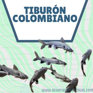 tiburón colombiano