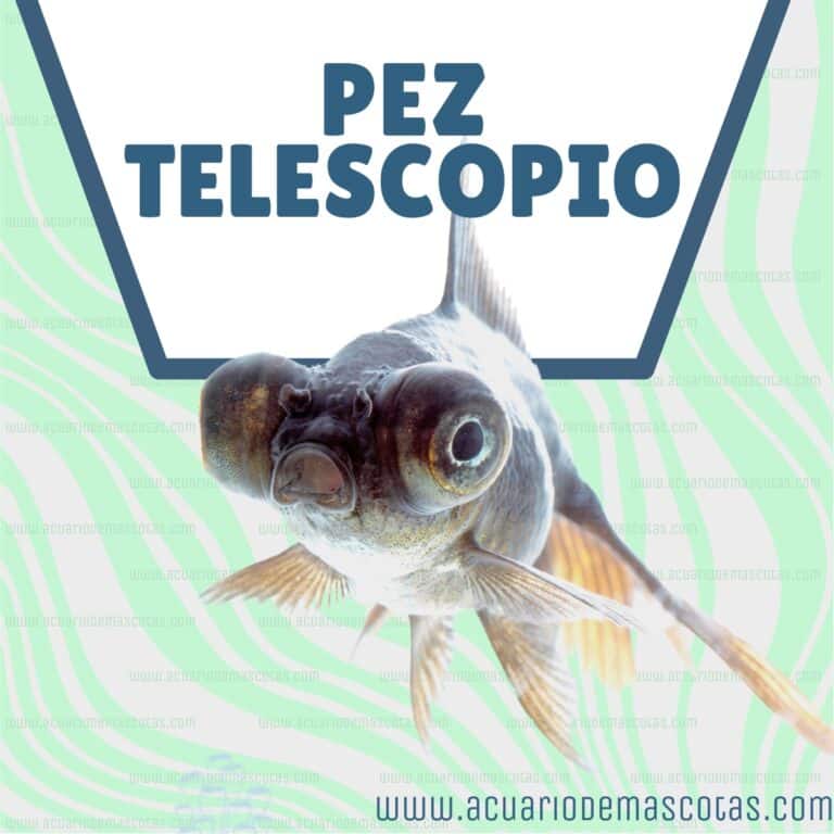 Guía definitiva para cuidar y mantener felices a tus peces telescopio