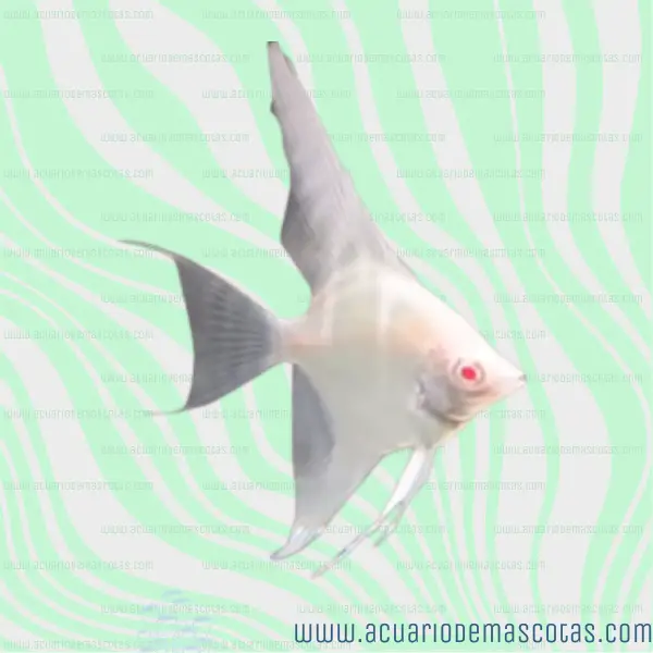 pez angel escalar albino