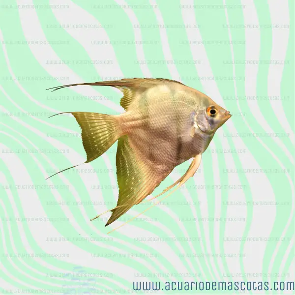 pez angel ruborizado