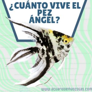 tiempo de vida pez angel
