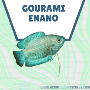 GOURAMI ENANO