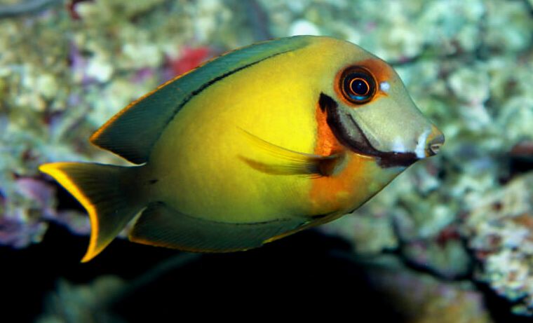 Un acanthurus pyroferus buscando comida