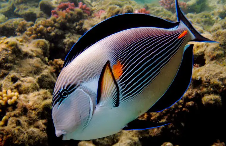 Acanthurus soha buscando comida