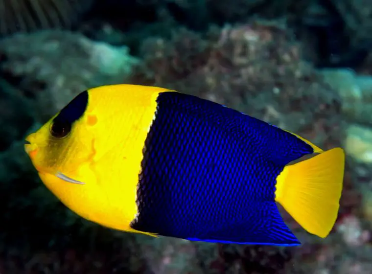 Un Centropyge bicolor en busca de comida.