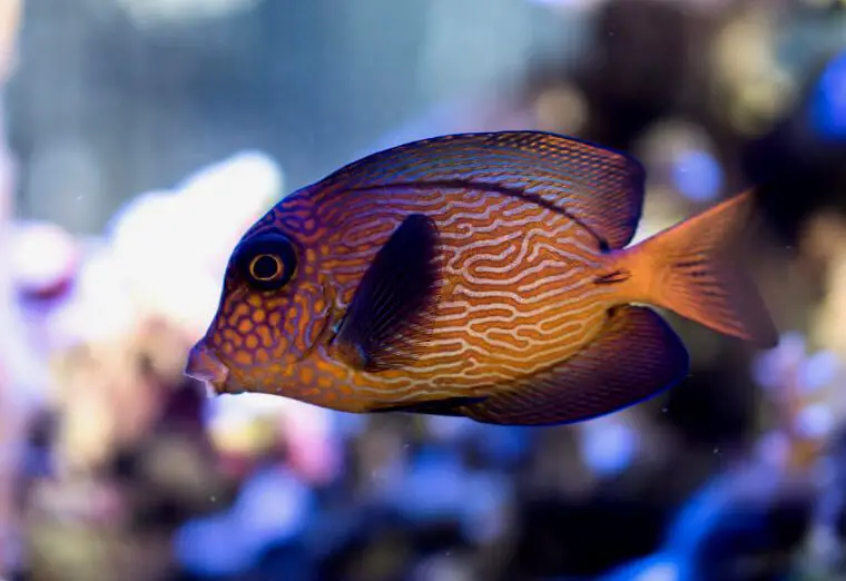 Un Ctenochaetus hawaiiensis buscando comida