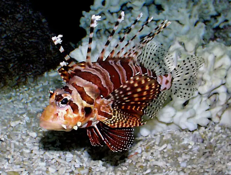 Un Dendrochirus brachypterus buscando comida.