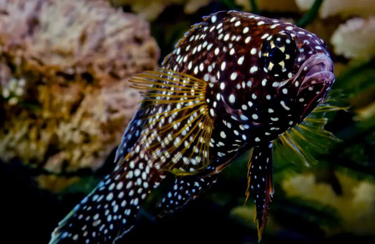 Betta marino nadando en un tanque de agua salada