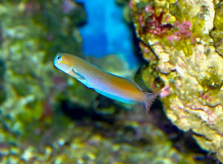 Un Midas Blenny nadando en un acuario de agua salada