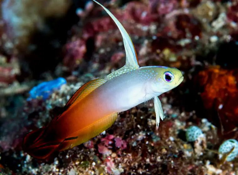 Un nemateleotris magnifica buscando su próxima comida