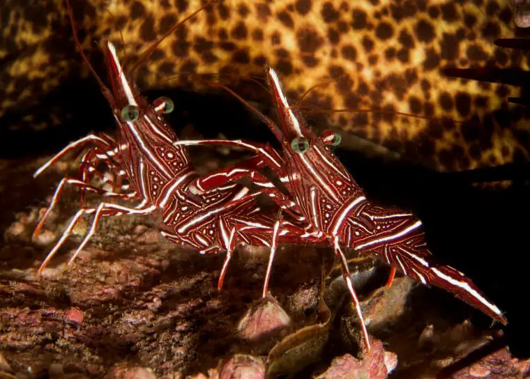 Dos Lysmata wurdemanni descansando sobre coral