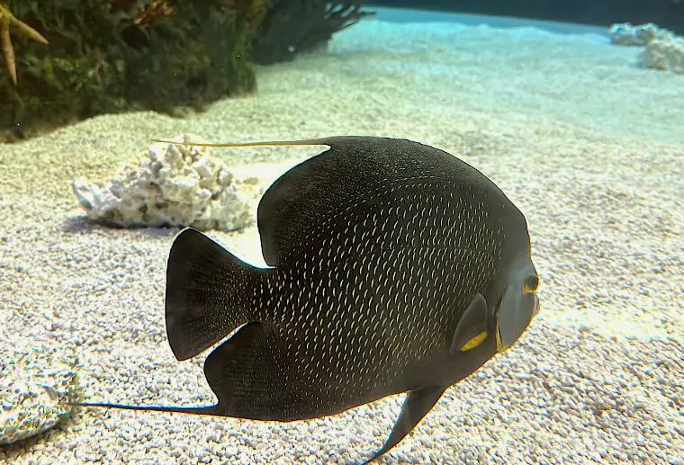 Un Pomacanthus paru buscando comida