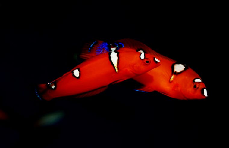 Dos menores de Red Coris Wrasse nadando en un acuario de agua salada