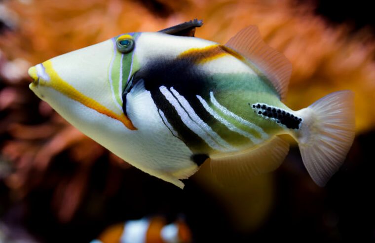 Rhinecanthus Aculeatus nadando y buscando comida