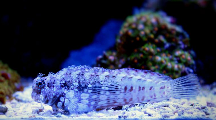 Agitado y angustiado Cortacésped Blenny