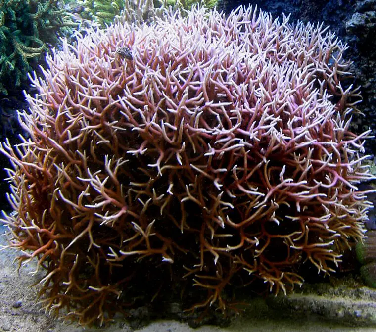 Una Seriatopora hystrix disfrutando del flujo de agua.