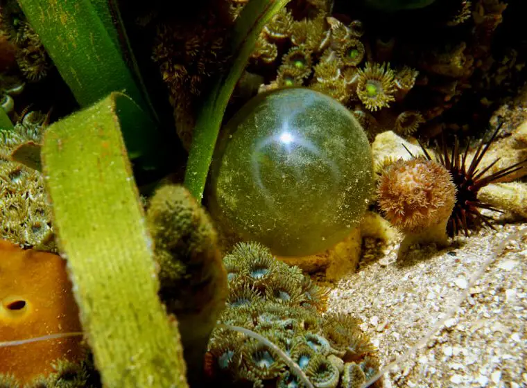 Una Valonia ventricosa creciendo junto a algunas plantas.