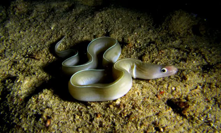 anguila de cinta blanca