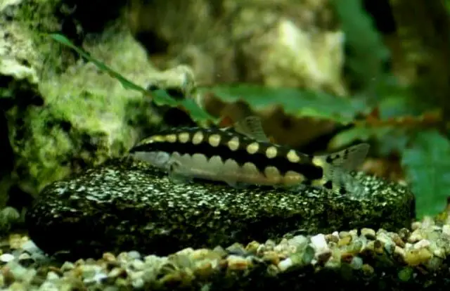 Ambastaia sidthimunki en un acuario de agua dulce