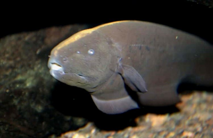 Una inspección cercana de la piel de Apteronotus albifrons