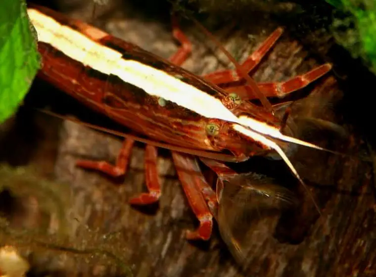 Atyopsis moluccensis buscando comida